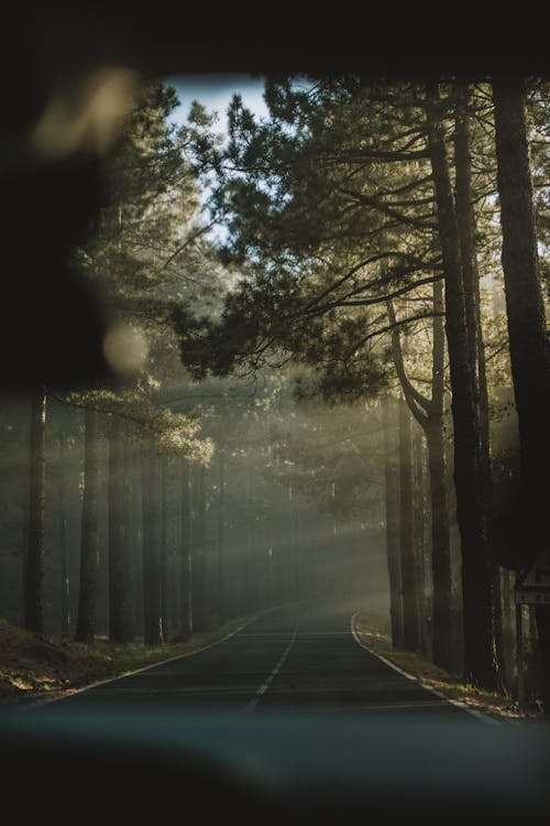 Sun Shining between the Trees in the Forest onto an Asphalt Road 