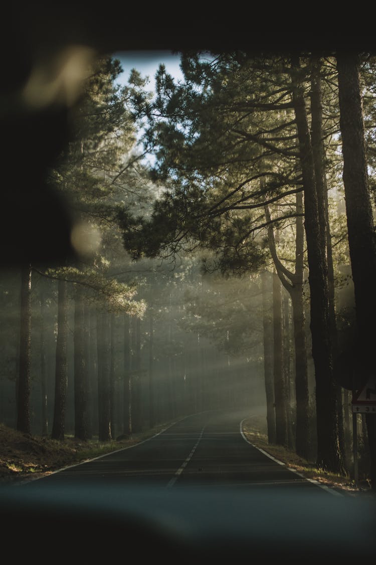 Sun Shining Between The Trees In The Forest Onto An Asphalt Road 