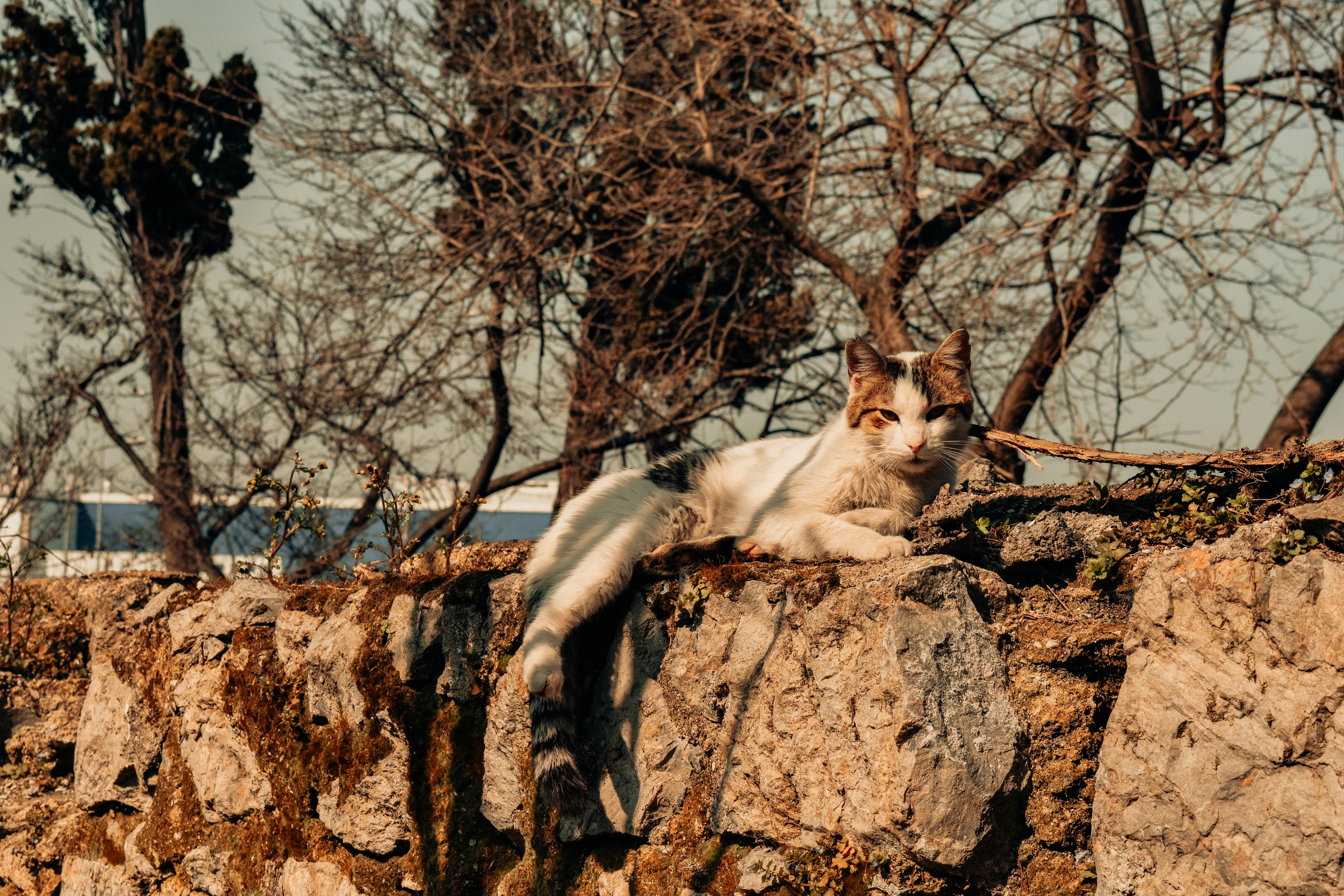 Cat Tree Climbing Wall Rocky