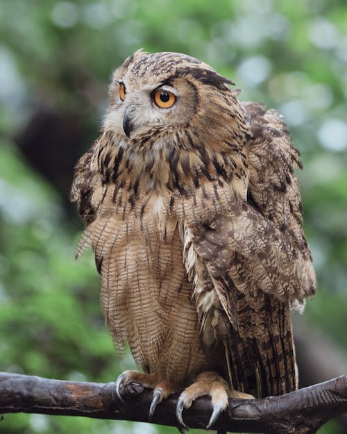 Close up of Owl