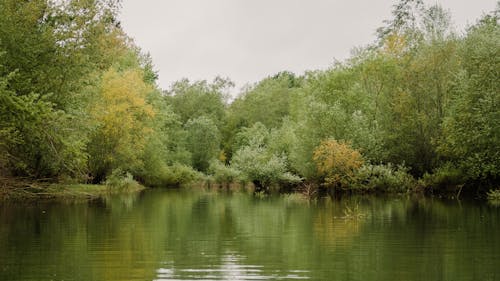 Imagine de stoc gratuită din apă curgătoare, arbori, codru