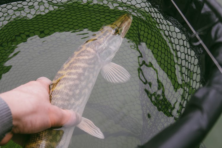 Holding A Caught Northern Pike Fish