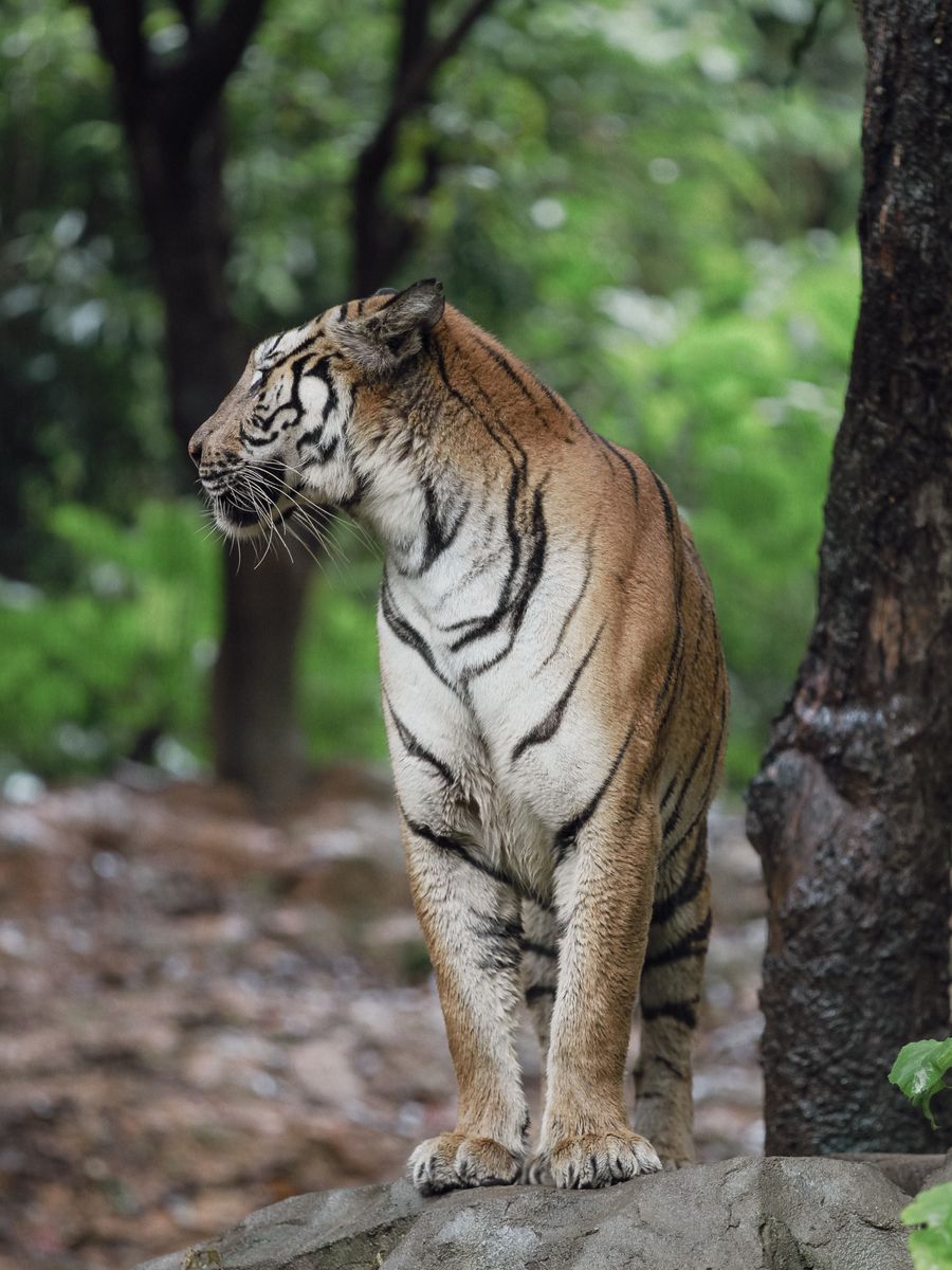 The Great Indian Tiger Trail