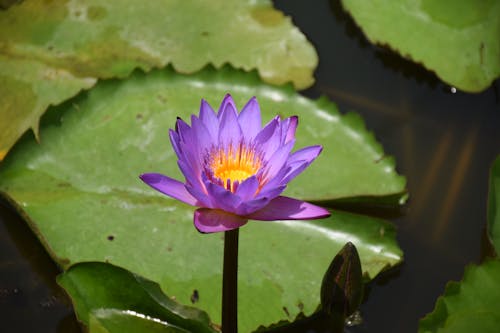 Fotos de stock gratuitas de agua, belleza, de cerca