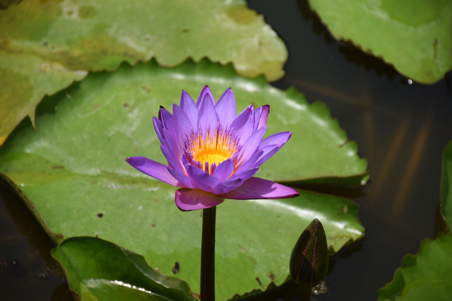 Close-up of a blooming purple water lily with vivid colors and lush green leaves.