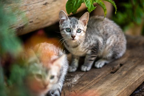 Foto profissional grátis de animais de estimação, assento, foco seletivo