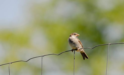 Free A detailed shot of a sparrow sitting on a wire fence in a natural setting. Stock Photo