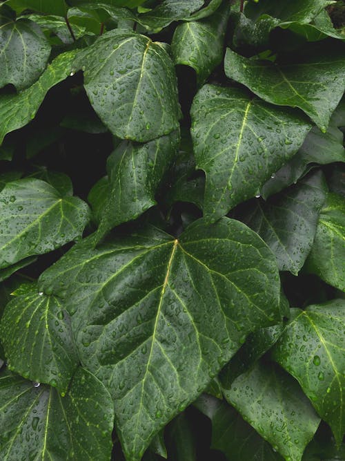 Wet Lush Green Leaves