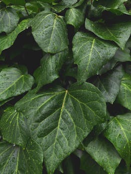 Detailed photo of lush green leaves with droplets after rain, highlighting natural freshness.