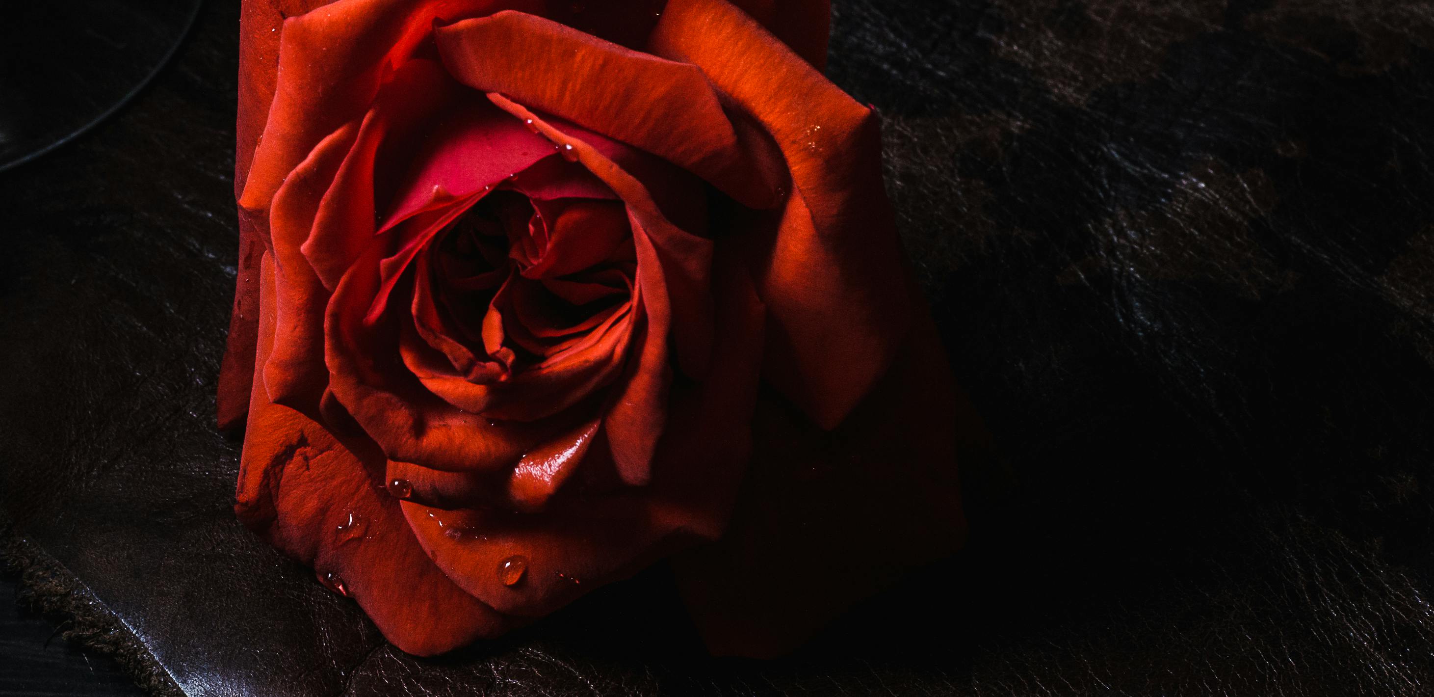 Unduh 4700 Koleksi Background Bunga Merah HD Terbaru