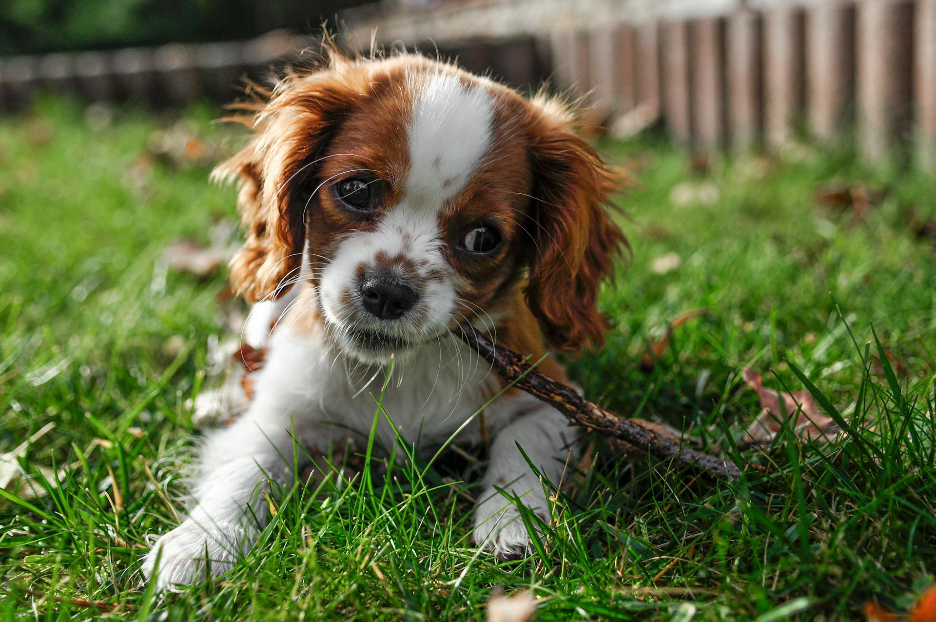 Puppy die op het gras ligt