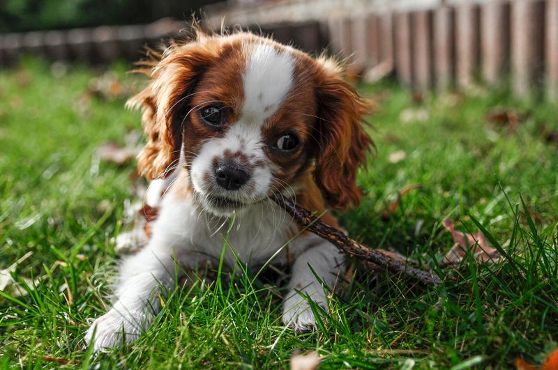 Çimenlere uzanmış dinlenen bir köpek yavrusu
