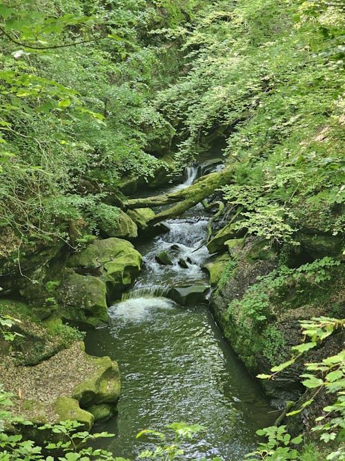 Foto profissional grátis de corrente, exuberante, floresta