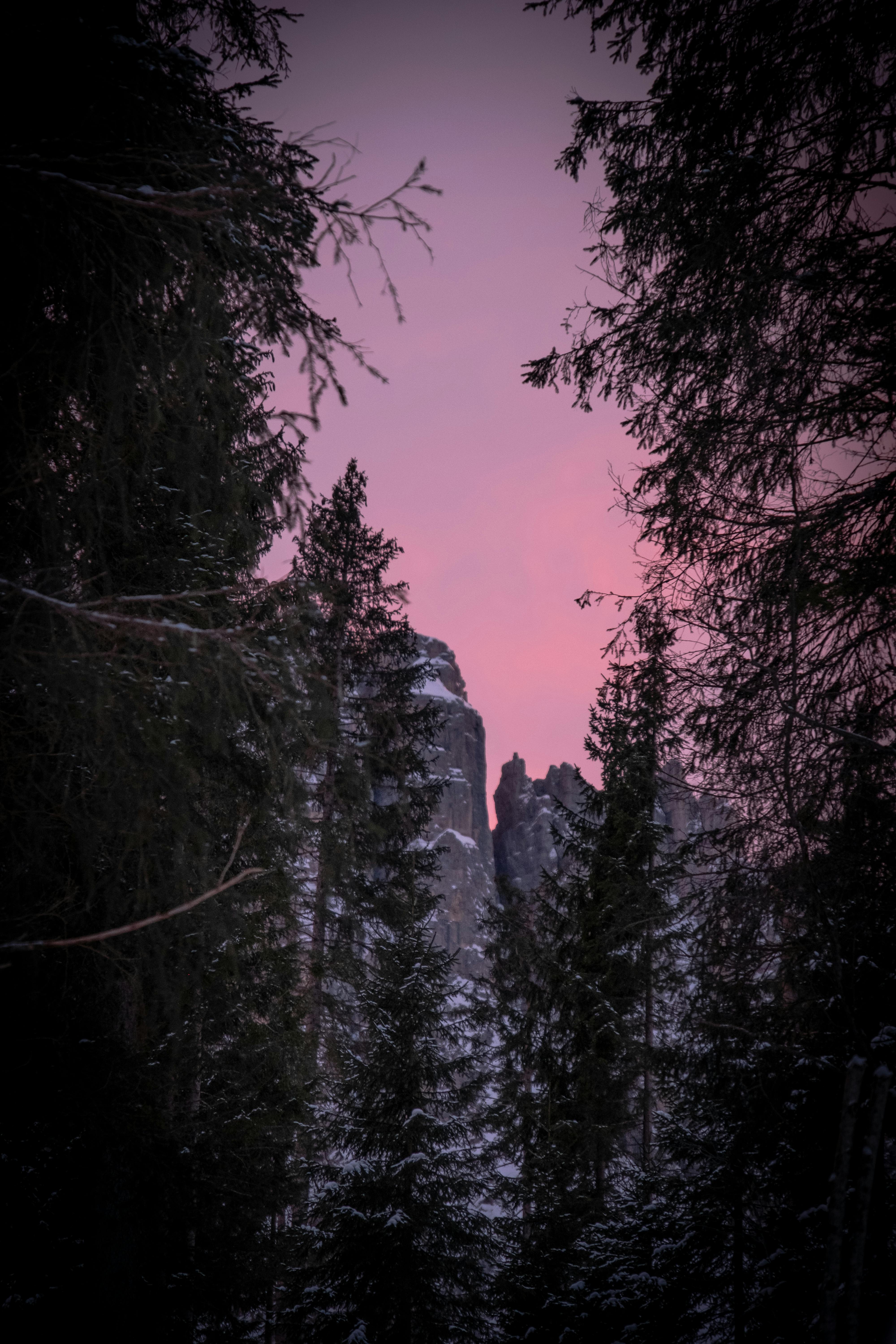 在黎明粉红色的色调中，树木映衬着山脉崎岖的宁静景色