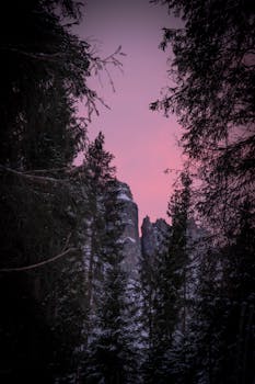 在黎明粉红色的色调中，树木映衬着山脉崎岖的宁静景色