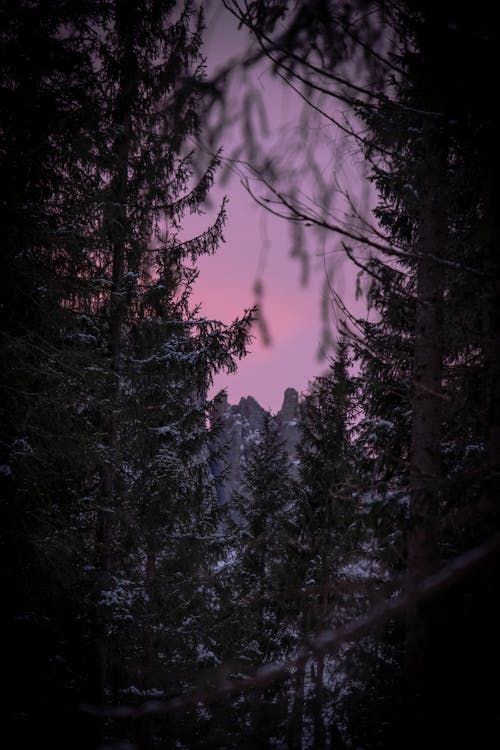 Základová fotografie zdarma na téma les, malebný, příroda