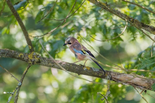 Small Jat Bird on Tree