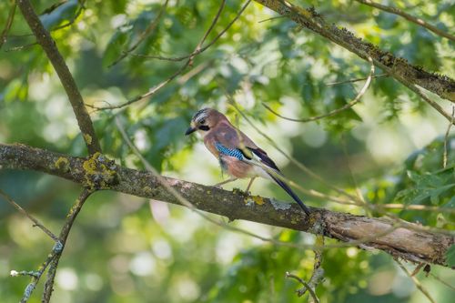 Free Eurasian Jay (Garrulus glandarius) on a branch in its natural habitat. Stock Photo