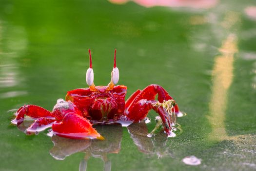 Detailed shot of a red ghost crab (Ocypode macrocera) in natural habitat.