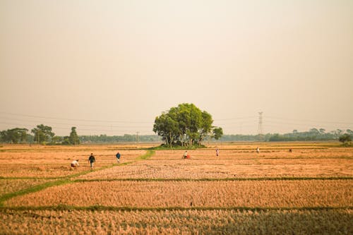 Základová fotografie zdarma na téma farma, farmáři, hřiště