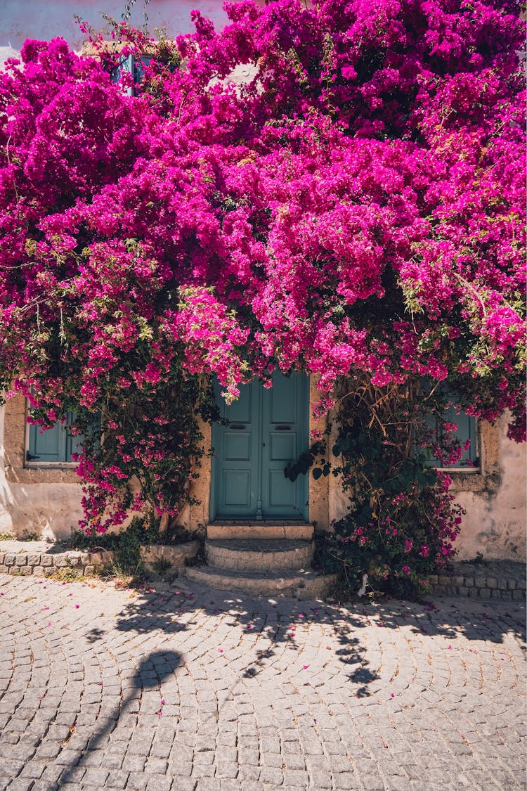 A Purple Bougainvillea Growing On A Building 