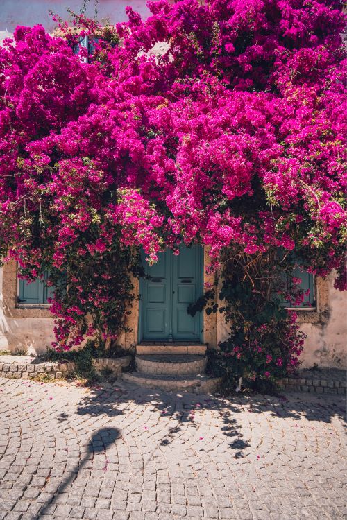 Free Enchanting bougainvillea blooms cascade over a quaint house, juxtaposed against a historic cobblestone street. Stock Photo