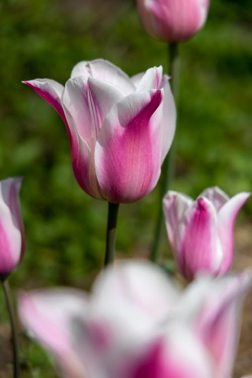 Fotos de stock gratuitas de enfoque selectivo, flores, fondo de pantalla para el móvil