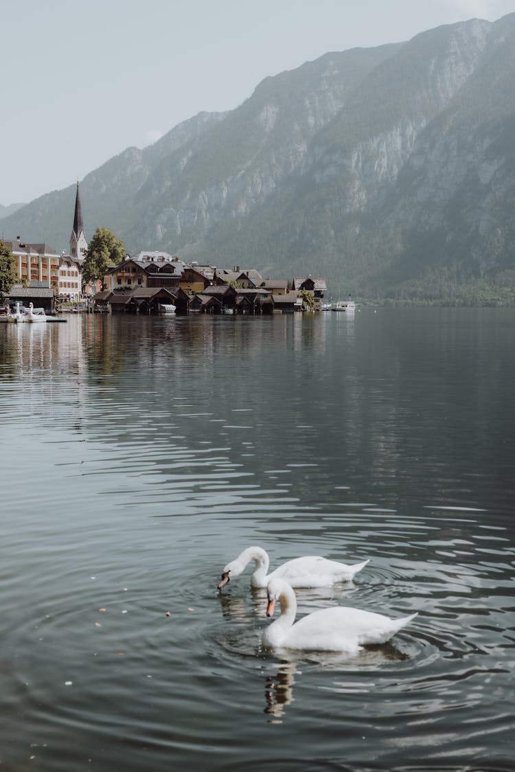 Swans In The Lake In Hallstatt