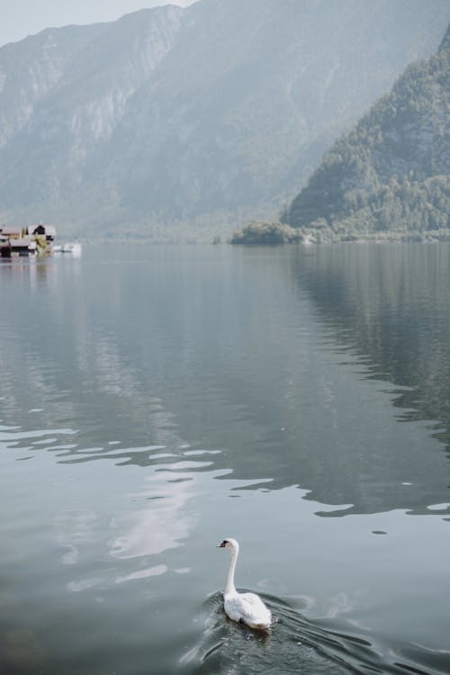 Swan on Hallstatt Lake