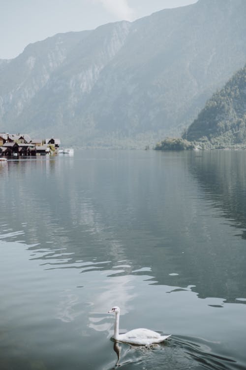 Swan on Lake in Hallstatt in Austria