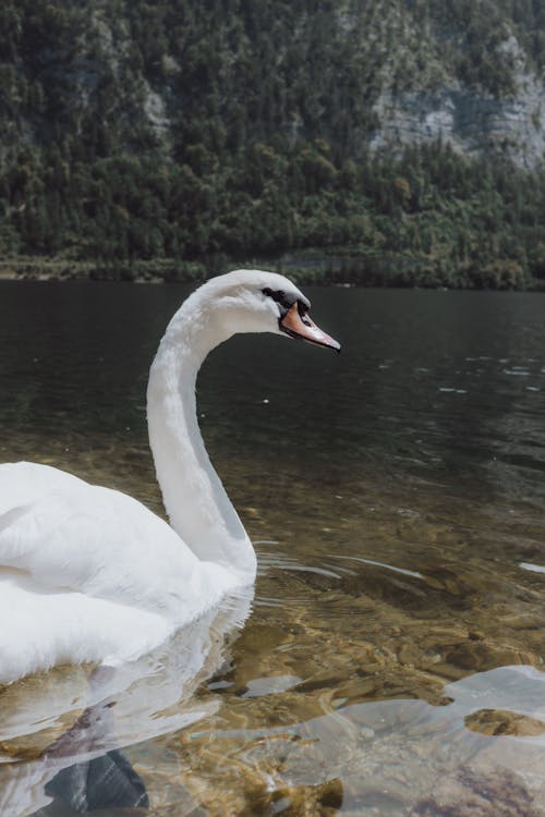 Swan by Lake