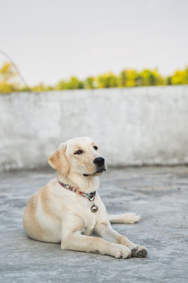 A labrador lying on a paved surface wearing a harness