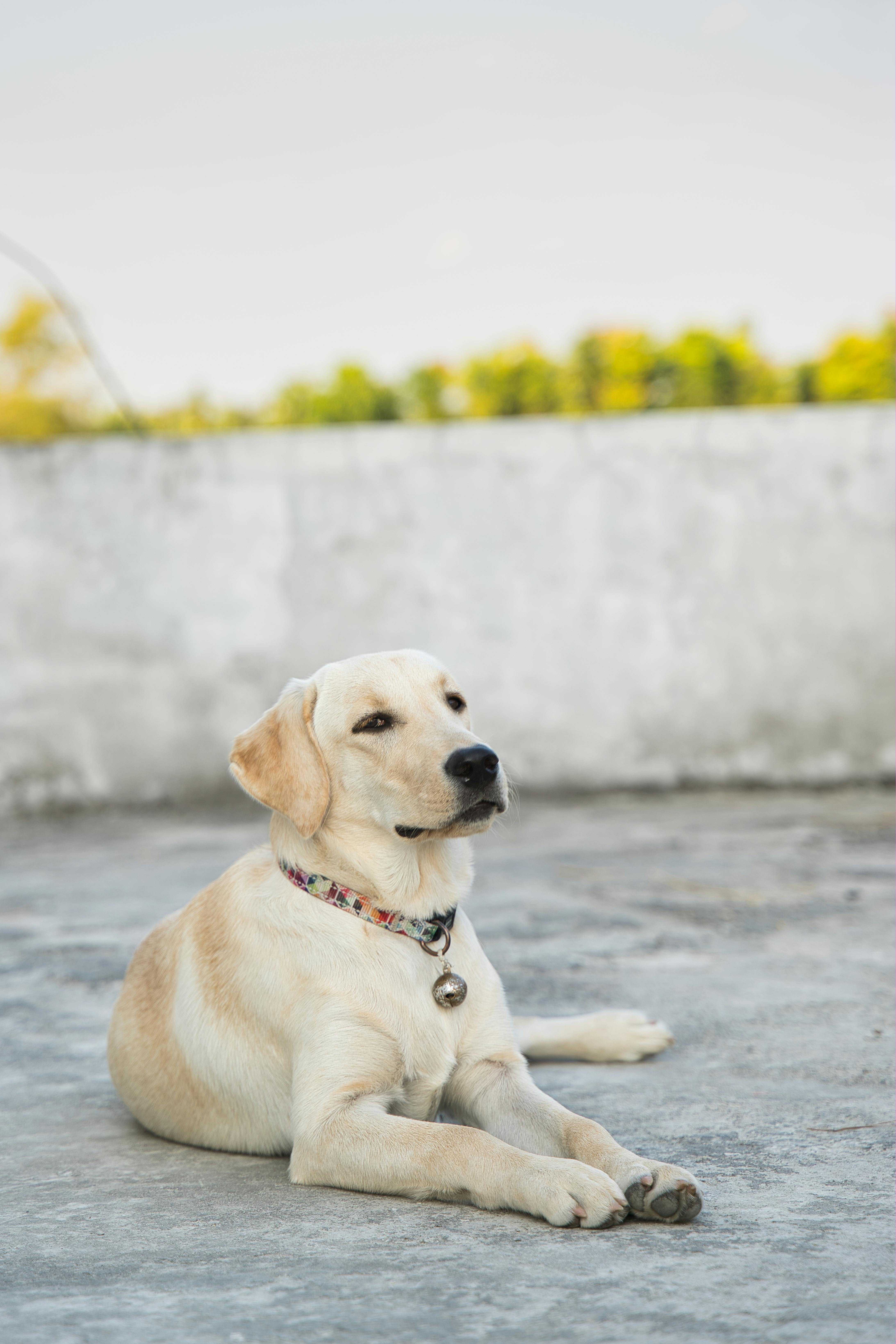 A Labrador in a Collar · Free Stock Photo