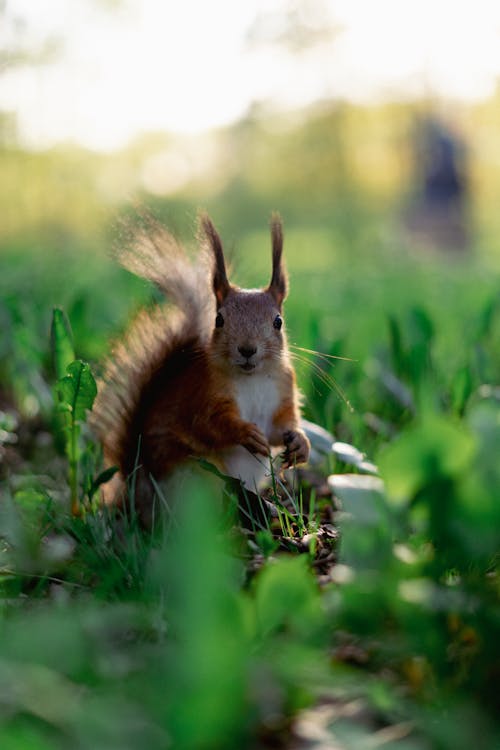 Squirrel Among Grass