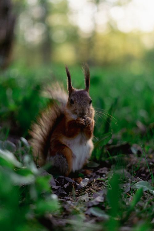 Free A close-up of a squirrel eating in a lush, green summer forest at daytime. Stock Photo