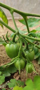 Close-up of unripe green tomatoes growing on a vine in an agricultural field in India.