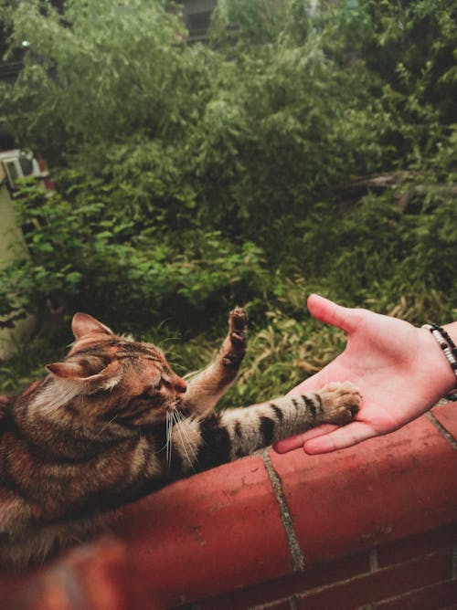 Cat Catching Hand