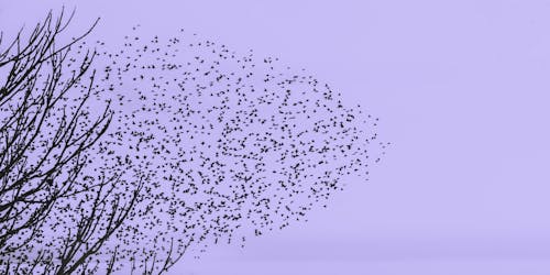 Silhouette of Bare Tree and Flying Birds 