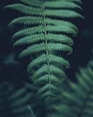 充满活力的绿色蕨类植物叶子的特写细节，展现了自然界复杂的图案与纹理