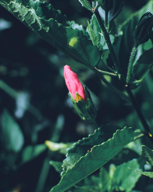 Budding Flower