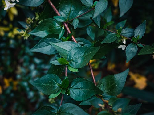 Close-up of Foliage