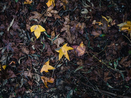 Colorful Leaves Lying Down on Ground in Autumn