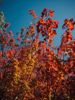 Colorful autumn leaves on trees with a blue sky backdrop, capturing fall's vibrant beauty.