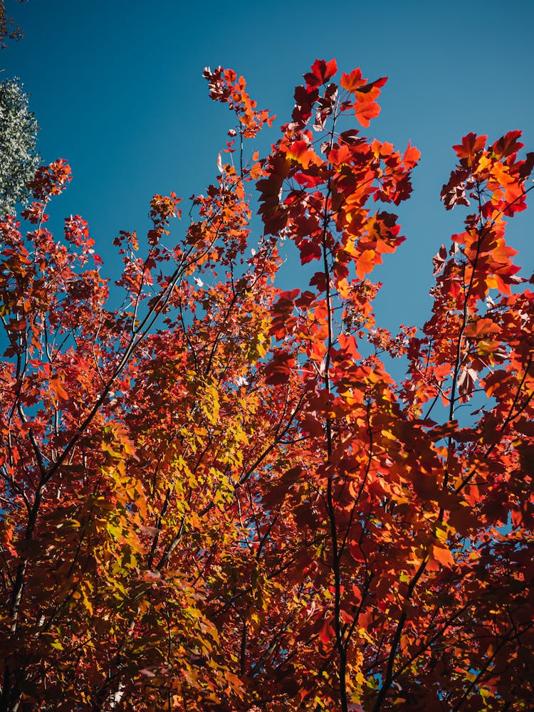 Red Tree Leaves In Autumn