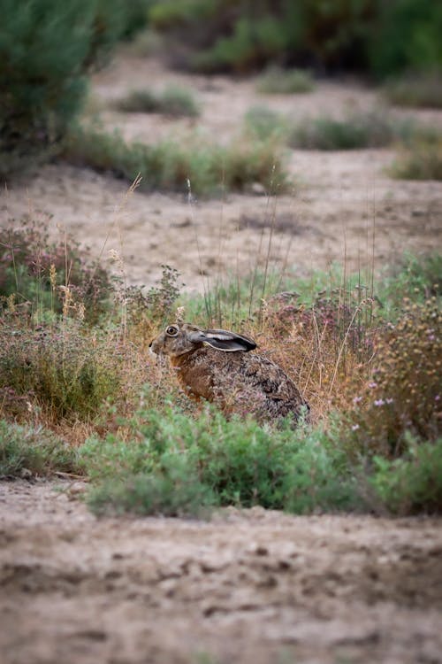 Gratis stockfoto met aarde, dierenfotografie, gras