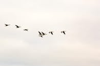 一群鸟儿在晴朗的天空中列队飞翔，展现了鸟类的自然之美