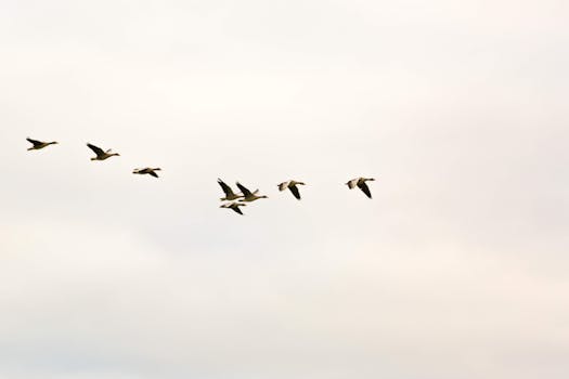 Photo by Fahad AlAni A group of birds flying in formation across a clear sky, showcasing natural avian beauty.