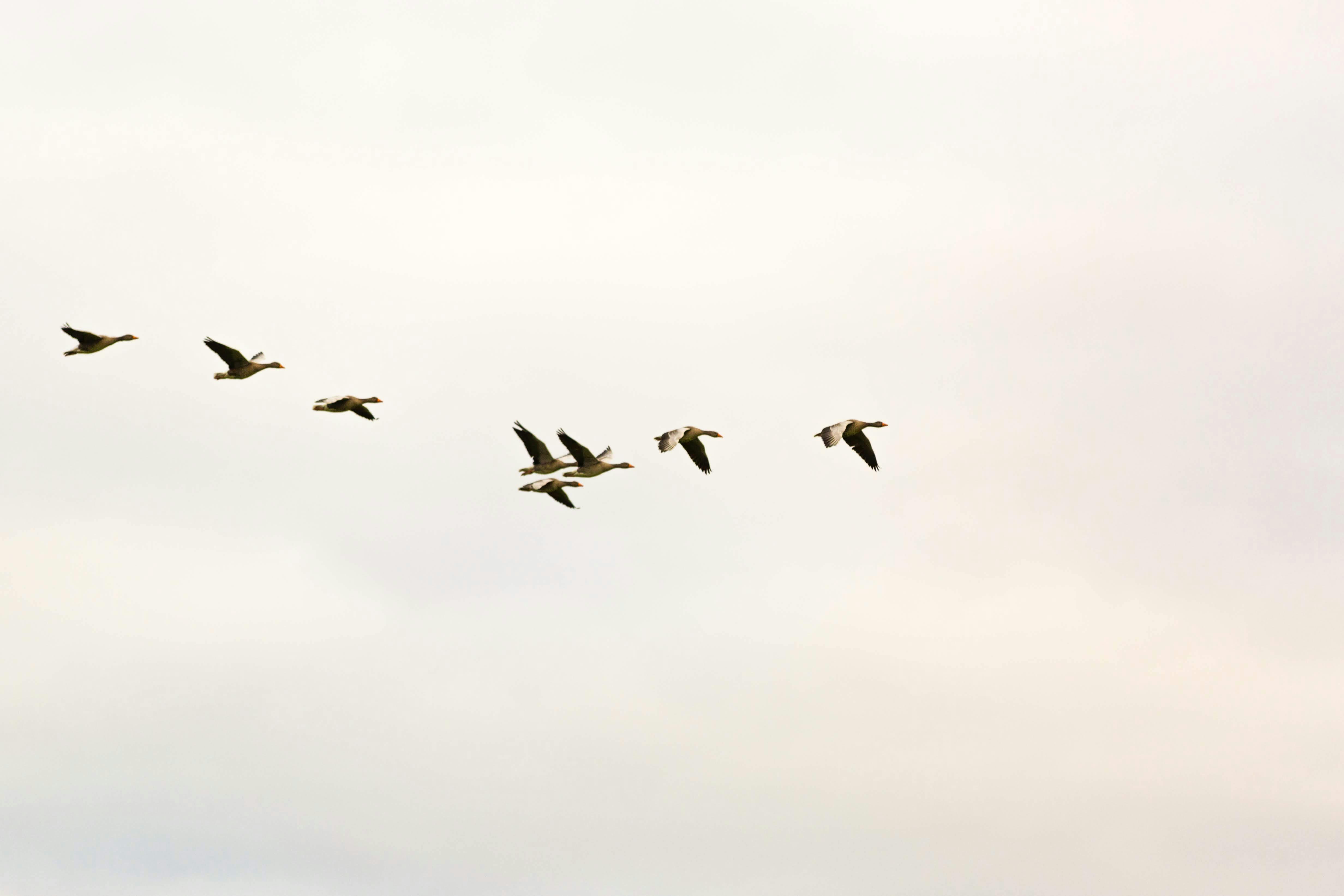 Photo of Flock Of Birds · Free Stock Photo