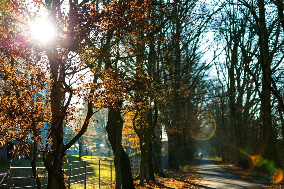 Photo by Fahad AlAni on Pexels A scenic autumn pathway illuminated by warm sunlight filtering through vibrant foliage.