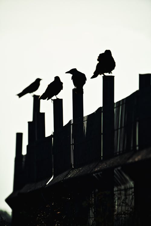 Silhouettes of Birds Perching on a Fence